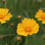 おおきんけいぎ大金鶏菊）Coreopsis lanceolata (1)