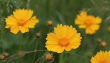 おおきんけいぎ大金鶏菊）Coreopsis lanceolata (1)