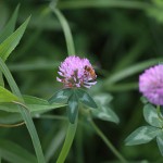 860.あかつめくさ （赤詰草）Trifolium pratense