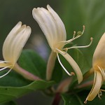 すいかずら（吸葛・忍冬）Lonicera japonica (13)