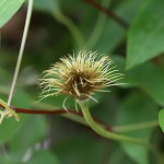 クレマチスClematis (15)