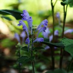 こばのたつなみそう小葉の立浪草）Scutellaria indica var. parvifolia (7)