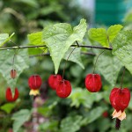 アプロチン・チロリアンランプAbutilon Tyrolean lamp (3)