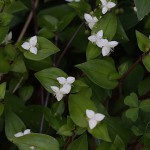 ときわつゆくさ常磐露草）Tradescantia fluminensis