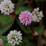 ひめつるそば（姫蔓蕎麦）Persicaria capitata (2)