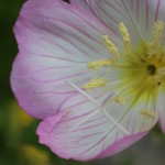 ひるざきつきみそう（昼咲月見草）Oenothera speciosa