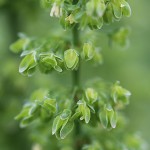 ぎしぎし（羊蹄）Rumex japonicus