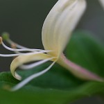 すいかずら（吸葛・忍冬）Lonicera japonica (12)