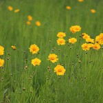 おおきんけいぎ大金鶏菊）Coreopsis lanceolata