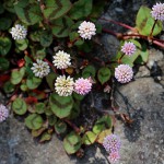 ひめつるそば（姫蔓蕎麦）Persicaria capitata (1)