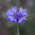 やぐるまぎく（矢車菊）Centaurea cyanus