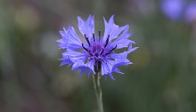 やぐるまぎく（矢車菊）Centaurea cyanus