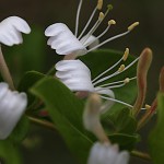 すいかずら（吸葛・忍冬）Lonicera japonica (5)