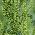 ぎしぎし（羊蹄）Rumex japonicus (1)