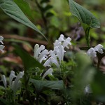 こばのたつなみそう小葉の立浪草）Scutellaria indica var. parvifolia (6)