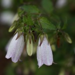 ほたるぶくろ（蛍袋）Campanula punctata Lam