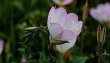 ひるざきつきみそう（昼咲月見草）Oenothera speciosa (3)