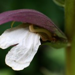 アカンサスモリスAcanthus (1)