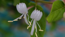 すいかずら（吸葛・忍冬）Lonicera japonica (6)