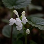 こばのたつなみそう小葉の立浪草）Scutellaria indica var. parvifolia (5)