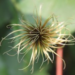 クレマチスClematis (11)