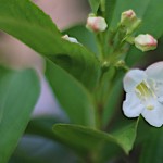 はこねうつぎ（箱根空木）Weigela coraeensis (2)