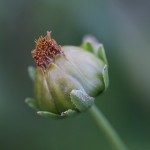 おおきんけいぎ大金鶏菊）Coreopsis lanceolata (2)