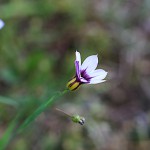 にわぜきしょう （庭石菖）Sisyrinchium rosulatum