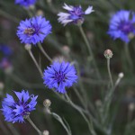 やぐるまぎく（矢車菊）Centaurea cyanus (5)