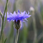 やぐるまぎく（矢車菊）Centaurea cyanus (1)