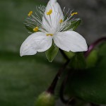 ときわつゆくさ常磐露草）Tradescantia fluminensis (4)