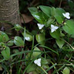 ときわつゆくさ常磐露草）Tradescantia fluminensis (2)