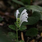 こばのたつなみそう小葉の立浪草）Scutellaria indica var. parvifolia (4)