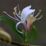 すいかずら（吸葛・忍冬）Lonicera japonica (1)
