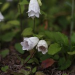 ほたるぶくろ（蛍袋）Campanula punctata Lam (2)