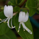 すいかずら（吸葛・忍冬）Lonicera japonica (9)