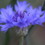 やぐるまぎく（矢車菊）Centaurea cyanus (7)