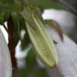 ほたるぶくろ（蛍袋）Campanula punctata Lam (1)