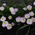 ひるざきつきみそう（昼咲月見草）Oenothera speciosa (5)