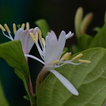 すいかずら（吸葛・忍冬）Lonicera japonica (8)