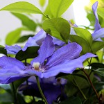 クレマチスClematis (9)