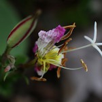 ひるざきつきみそう（昼咲月見草）Oenothera speciosa (2)