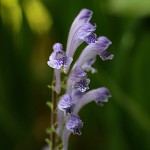 こばのたつなみそう小葉の立浪草）Scutellaria indica var. parvifolia (1)