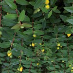 きんけいばい（金糸梅）Hypericum patulum