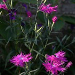 せきちく（石竹）Dianthus chinensis (3)