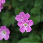 エゾフウロウ？蝦夷風露）Geranium yezoense (1)