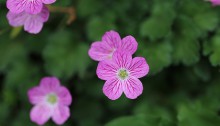 エゾフウロウ？蝦夷風露）Geranium yezoense (1)