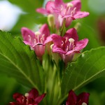 はこねうつぎ（箱根空木）Weigela coraeensis (4)