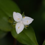 ときわつゆくさ常磐露草）Tradescantia fluminensis (1)