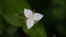 ときわつゆくさ常磐露草）Tradescantia fluminensis (1)